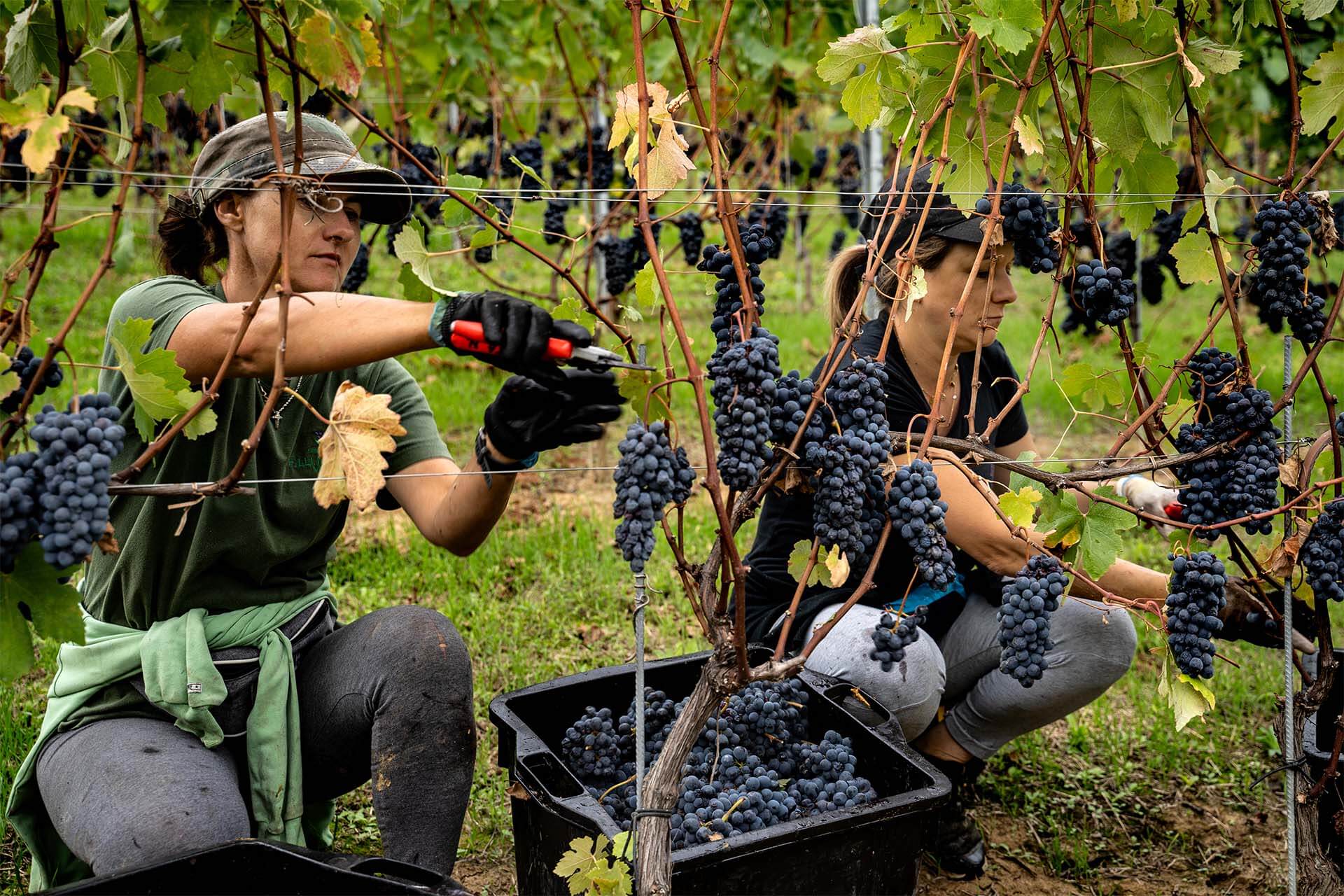 Report Vendemmia 2025