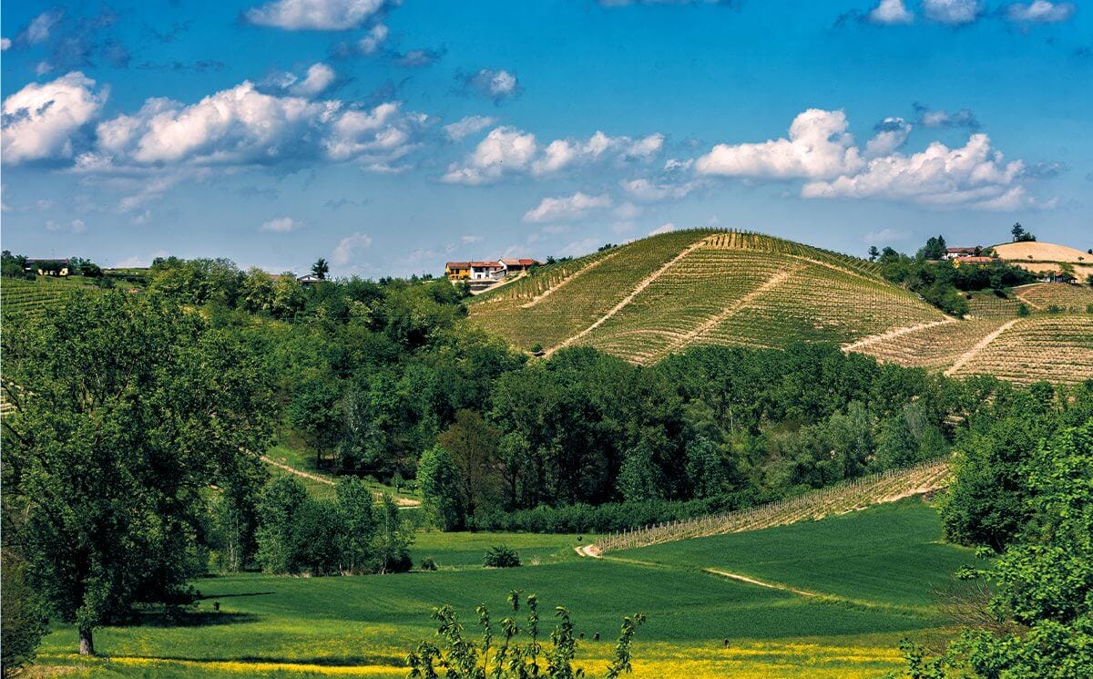 Tra vigneto e bosco: l’incontro che disegna il Monferrato