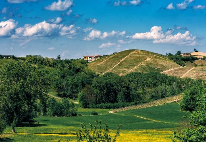 Tra vigneto e bosco: l’incontro che disegna il Monferrato