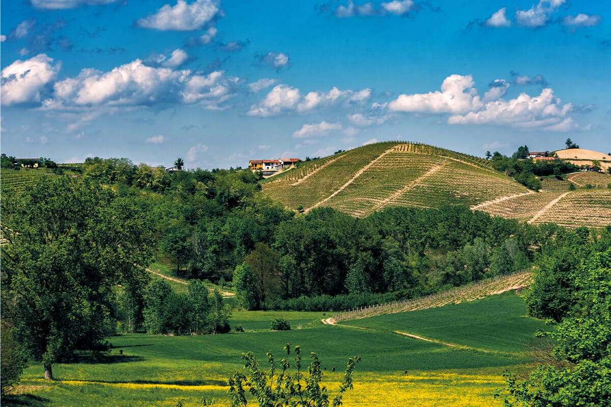 Vigneto e bosco in Monferrato