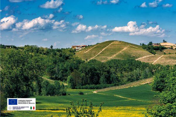 Woodland and vineyards