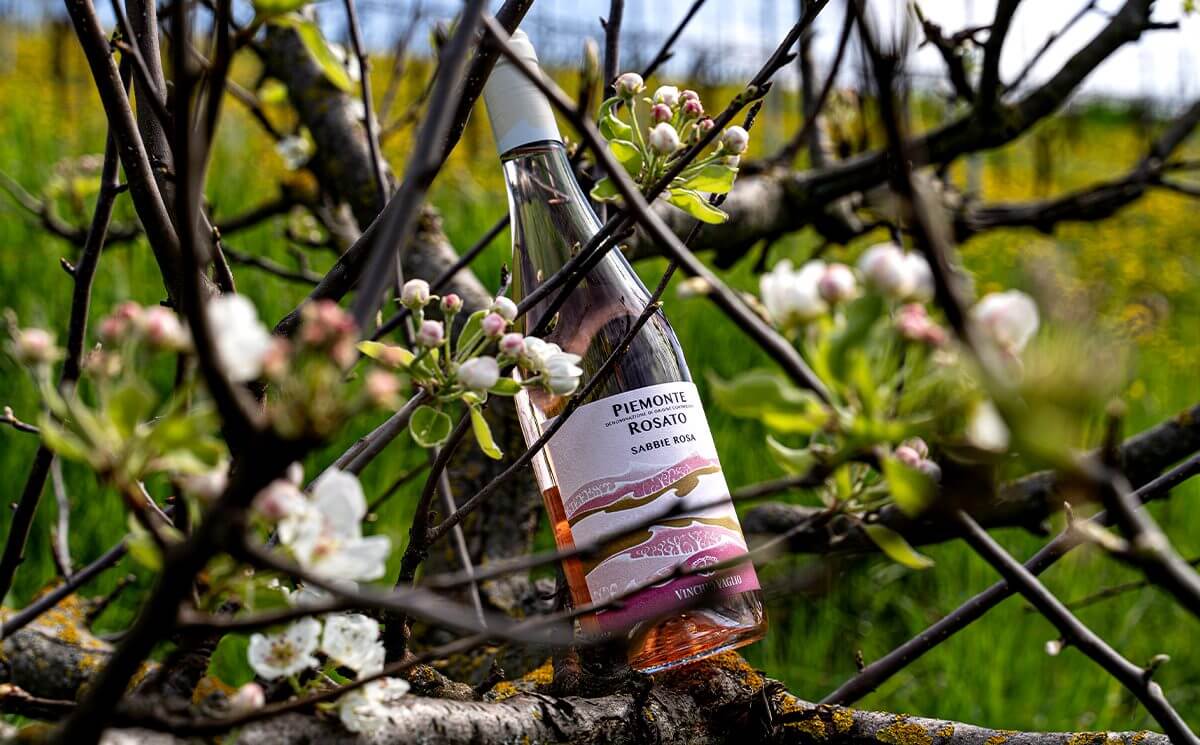 Piemonte DOC Rosato: la nuova fioritura del vino seducente e anticonvenzionale